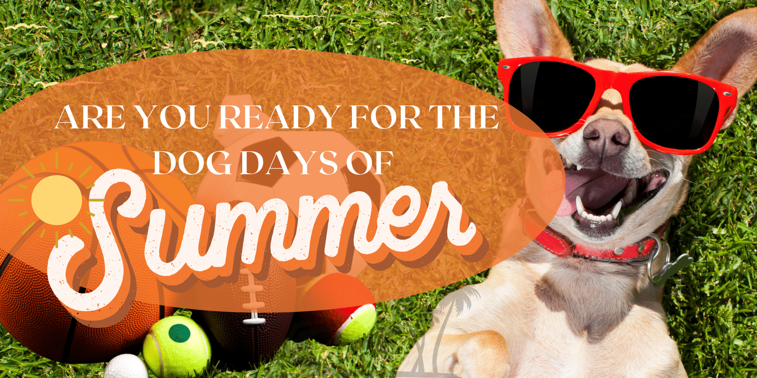 ARE YOU READY FOR THE DOG DAYS OF 1