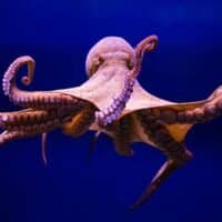 octopus bet