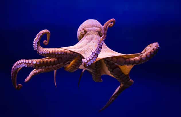 octopus bet